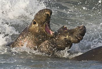 Two northern elephant seal bulls fighting