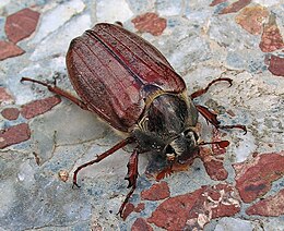 Paprastasis grambuolys (Melolontha melolontha)