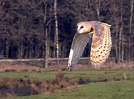 E kerkuul in de vlucht Schrêeuw van de kerkuul