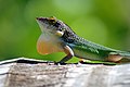 Anolis leachii