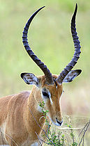 Aepycerotinae Impala (Aepyceros melampus)