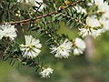 Melaleuca biconvexa (VU)