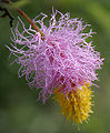 Dichrostachys cinerea Sickle Bush