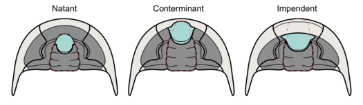 Types hypostoom: binnenkant kopschild donkergrijs, hypostoom lichtblauw, omtrek glabella rode stippellijn
