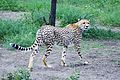 Serengeti priyodakı A Tanzaniyalı çita
