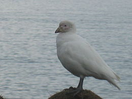 Falklandi tokoscsőrűmadár (Chionis alba)