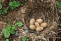 Nest van het spitsvleugelhoen met zes eieren.