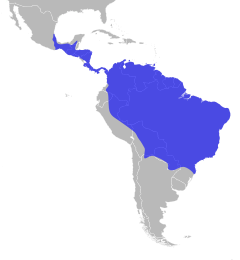 Distribuição do gavião-real na América Central e América do Sul. Embora amplamente distribuído, é raro em boa parte dos países nos quais os avistamentos ocorrem