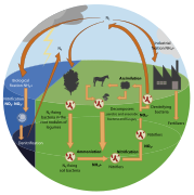 Nitrogen cycle