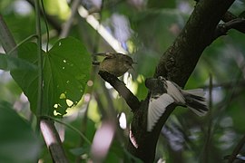 Zwei Pitcairnrohrsänger (A. vaughani), rechts ein teilleuzistischer Vogel im Flug