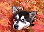 Alaskan Klee Kai mit zwei verschieden farbigen Augen