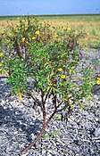 Bidens kiribatiensis on Starbuck Island