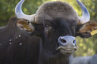 Bos Gaur (Bos gaurus)