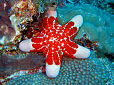 Choriaster granulatus, e zêesterre