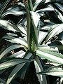 Agave americana var. medio-picta