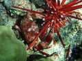 Image 1 Crab Photo: Mila Zinkova A crab of the species Carpilius convexus (left) feeding on a slate pencil urchin. Crabs are omnivores, feeding primarily on algae, and taking any other food, including molluscs, worms, other crustaceans, fungi, bacteria and detritus, depending on their availability and the crab species. For many crabs, a mixed diet of plant and animal matter results in the fastest growth and greatest fitness. More selected pictures