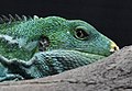 Fijian crested iguana