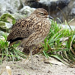 Cape thick-knee