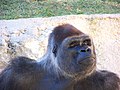 Gorilla (Gorilla gorilla) al Zoo de la Palmyre.