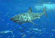 Žralok bílý, jenž byl kdysi považován za blízkého příbuzného megalodona, plave směrem doleva v průzračné vodě ve společnosti drobnějších ryb