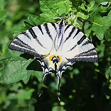 Sydeuropæisk svalehale Iphiclides podalirius