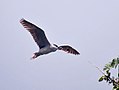 Burung Puchong Kuak Kepala Hitam Nycticorax nycticorax di Kolkata, Bengal Barat, India.