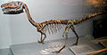 Coelophysis (Dinosauria)