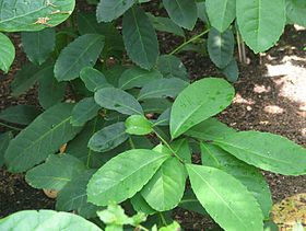 Ilex paraguariensis no Jardim Botânico dos Estados Unidos, em Washington, D.C., nos Estados Unidos