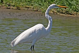 La grande aigrette, une espèce d'échassiers commune dans les marais.