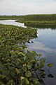 Point Pelee