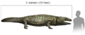 Comparaison de taille entre un Metoposaurus et un humain
