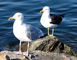 Larus argentatus (diante) e Larus fuscus (detrás) en Noruega: dous fenotipos con claras diferenzas.