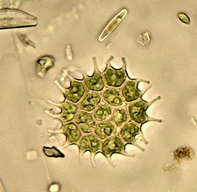 Colony of green alga, Pediastrum (light micrograph) (freshwater)