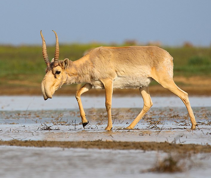 Attēls:Saiga antelope at the Stepnoi Sanctuary.jpg