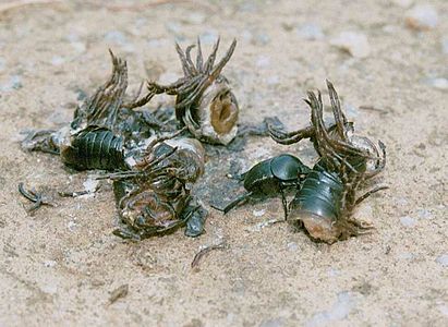 Sceliages hippias surrounded by millipede parts