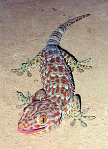 Toke-geko Gekko gecko