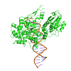 Type-2 restriction enzyme FokI