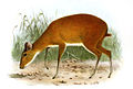 Bates's pygmy antelope