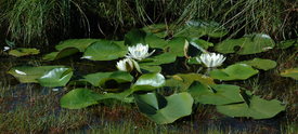 Кувшинка белая — типовой вид рода Кувшинка. Общий вид группы цветущих растений. Норвегия