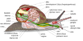 Schéma anatomie plicnatého plže - hlemýžď kropenatý
