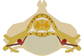 The spinal cord nested in the vertebral column.