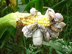 Sara musk'uru (Ustilago maydis)