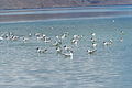 At Pangong Tso