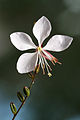 Gaura lindheimeri