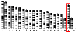 X chromosome (souris)