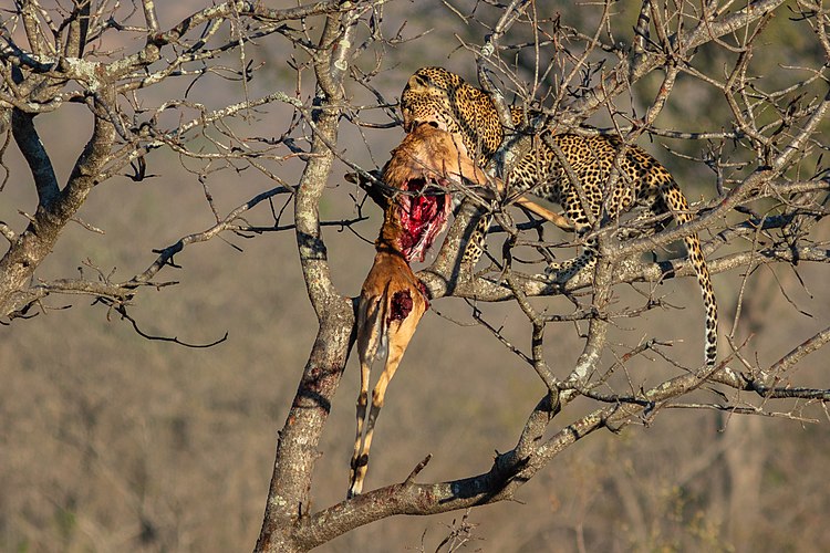 Леопард (Panthera pardus) поедает добытую им антилопу
