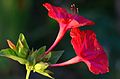 オシロイバナ（オシロイバナ科）の花（基部の萼状の構造は苞）