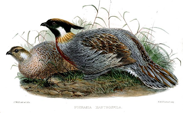 P. m. xanthospila