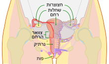 מבנה מערכת המין הנקבית