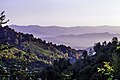 Чайные плантации на окраинах холмов Лахиджана